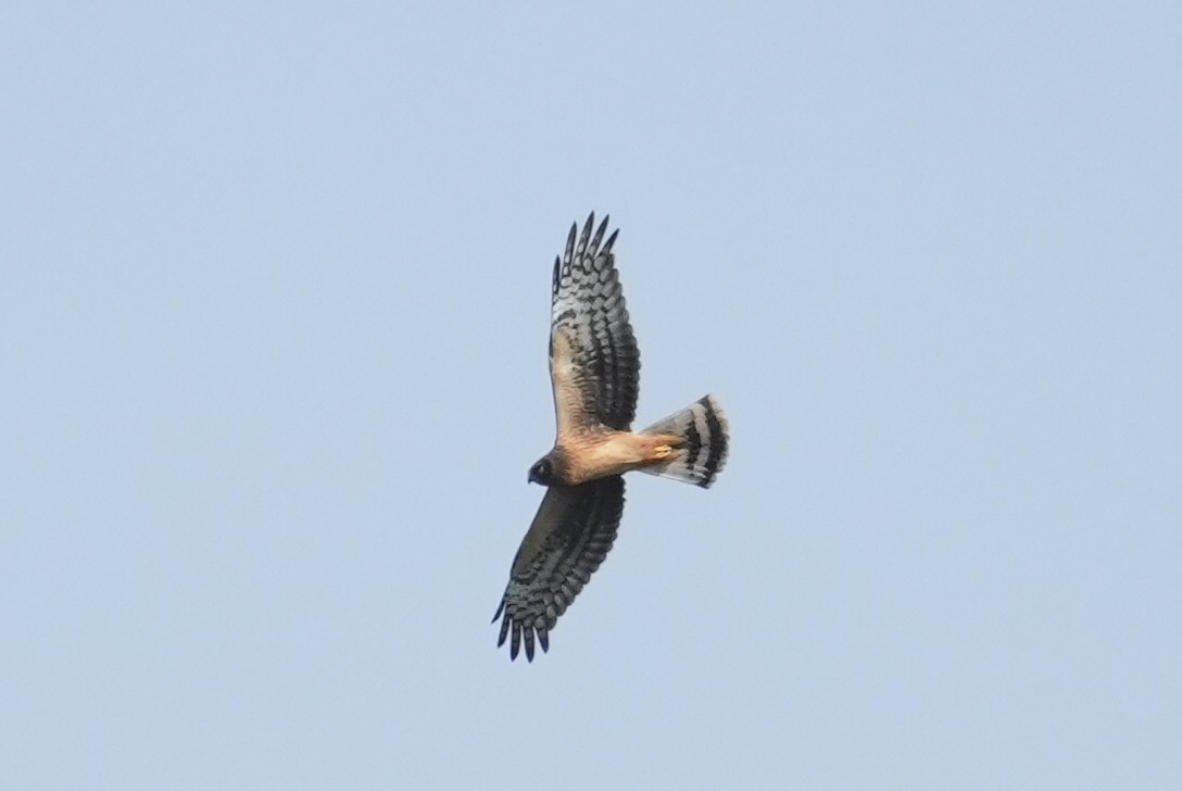 Northern Harrier - ML642227513
