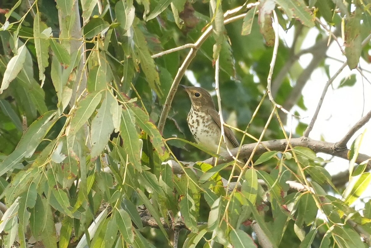 Swainson's Thrush - ML642227528