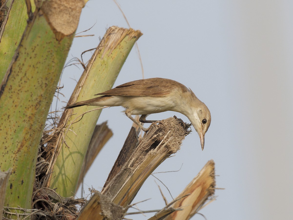 Great Reed Warbler - ML642227537