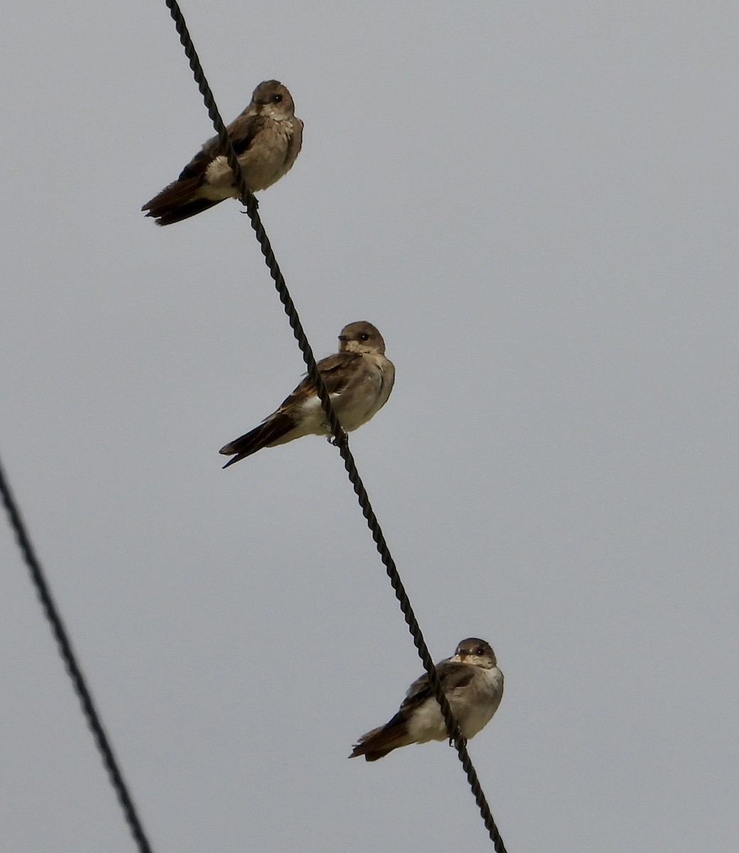 Northern Rough-winged Swallow - ML642227562