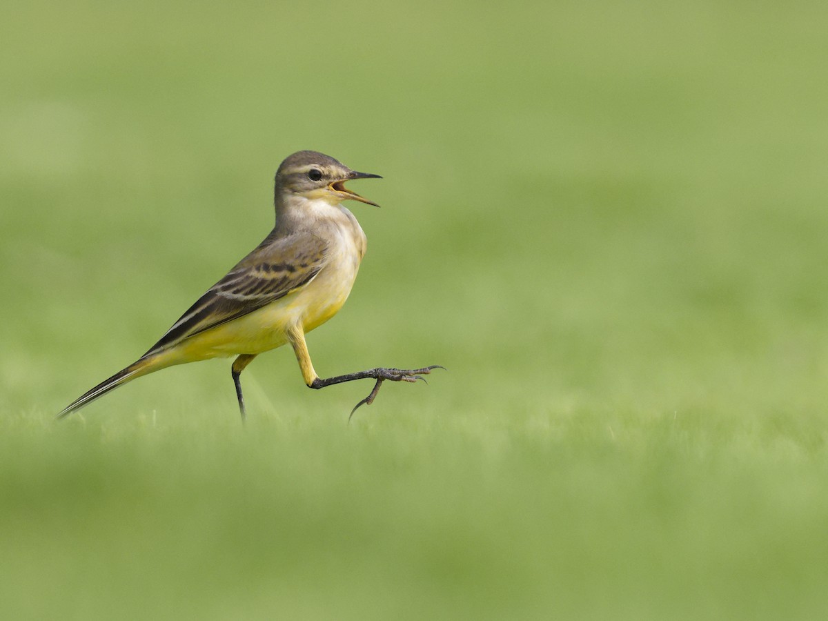 Western Yellow Wagtail - ML642227570