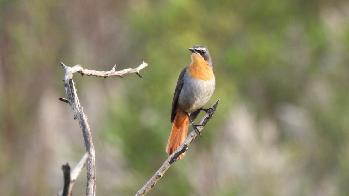 Cape Robin-Chat - ML642227571