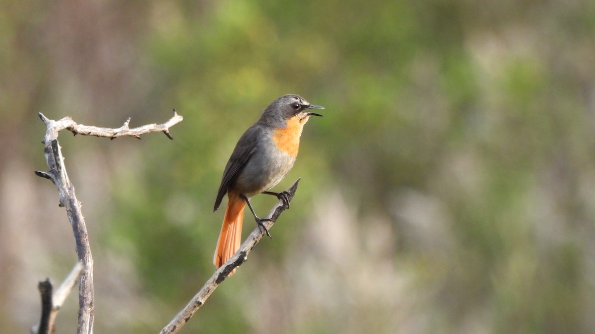 Cape Robin-Chat - ML642227573