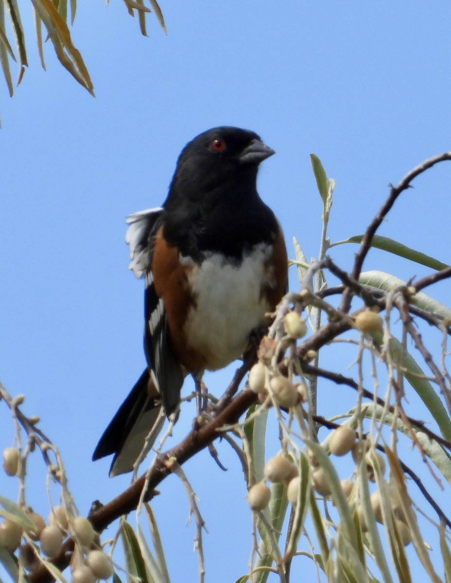 Spotted Towhee - ML642227586