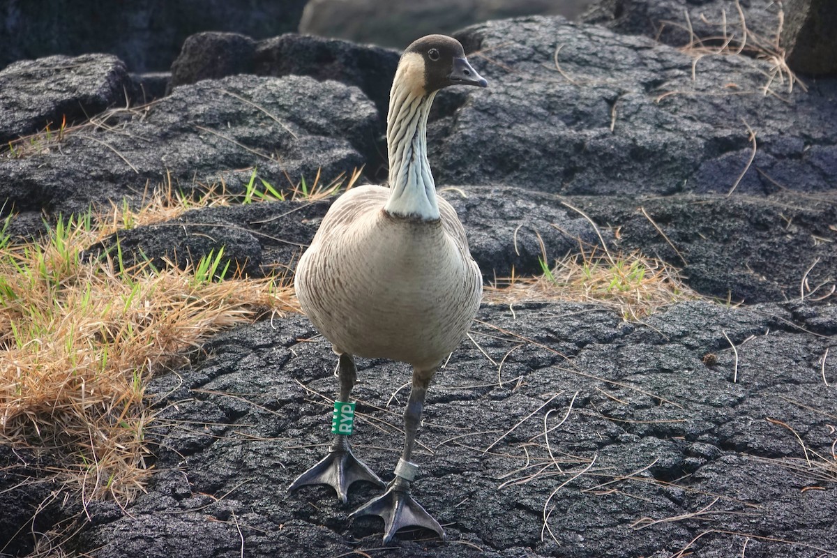 Hawaiian Goose - ML642227592
