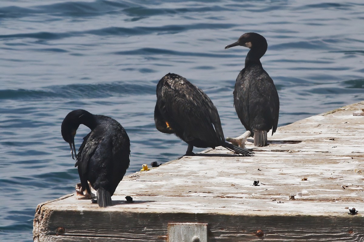 Brandt's Cormorant - ML642227595