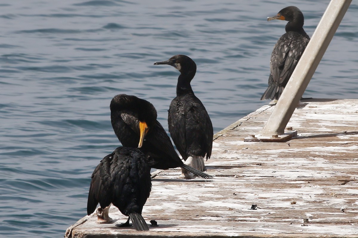 Brandt's Cormorant - ML642227597