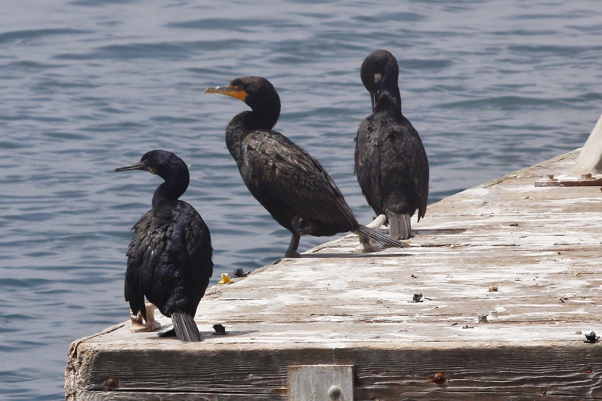 Double-crested Cormorant - ML642227601