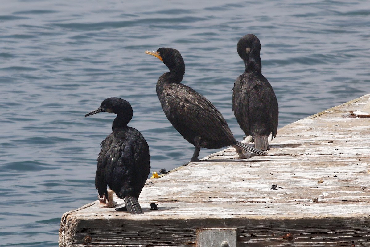 Double-crested Cormorant - ML642227603