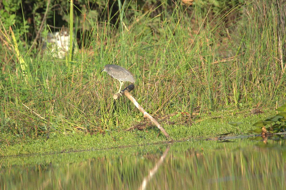 Black-crowned Night Heron - ML642227647