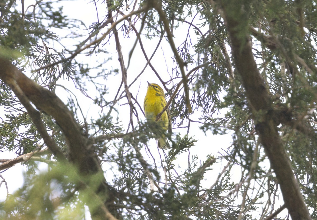 Prairie Warbler - ML642227650
