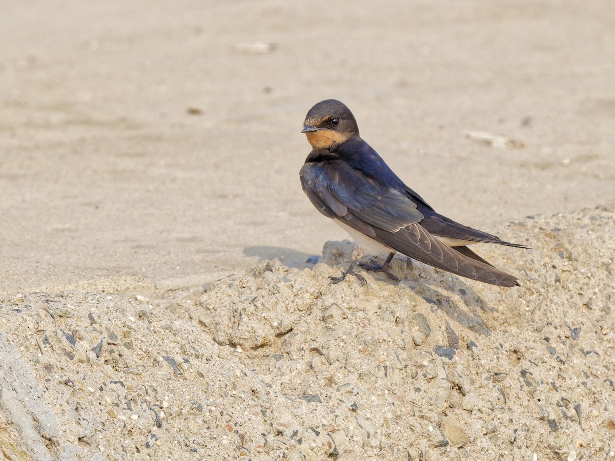 Barn Swallow - ML642227661