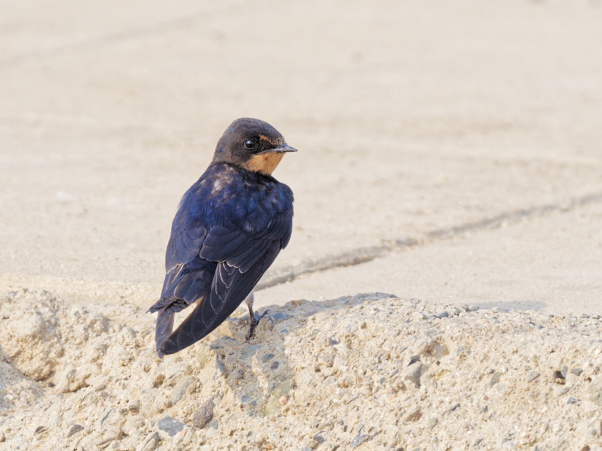 Barn Swallow - ML642227662