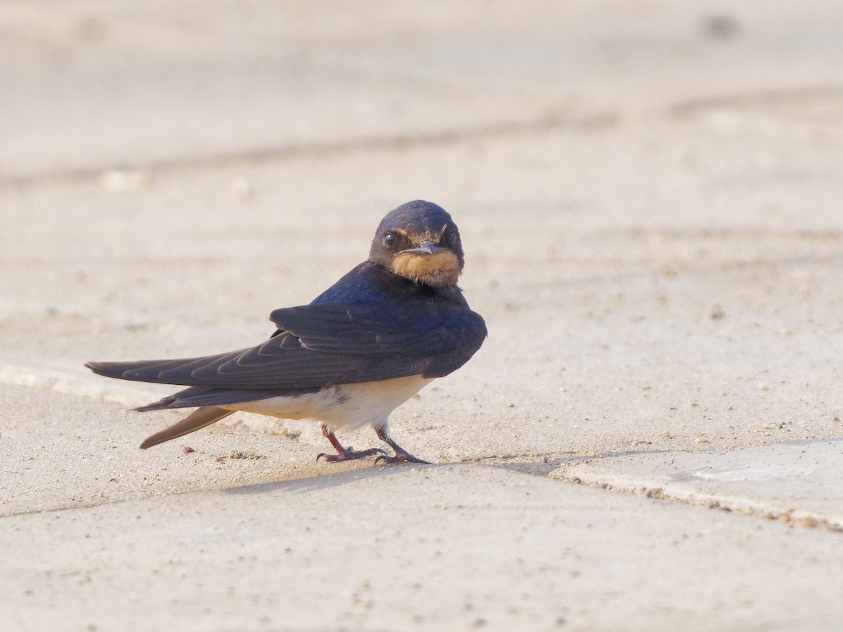 Barn Swallow - ML642227663