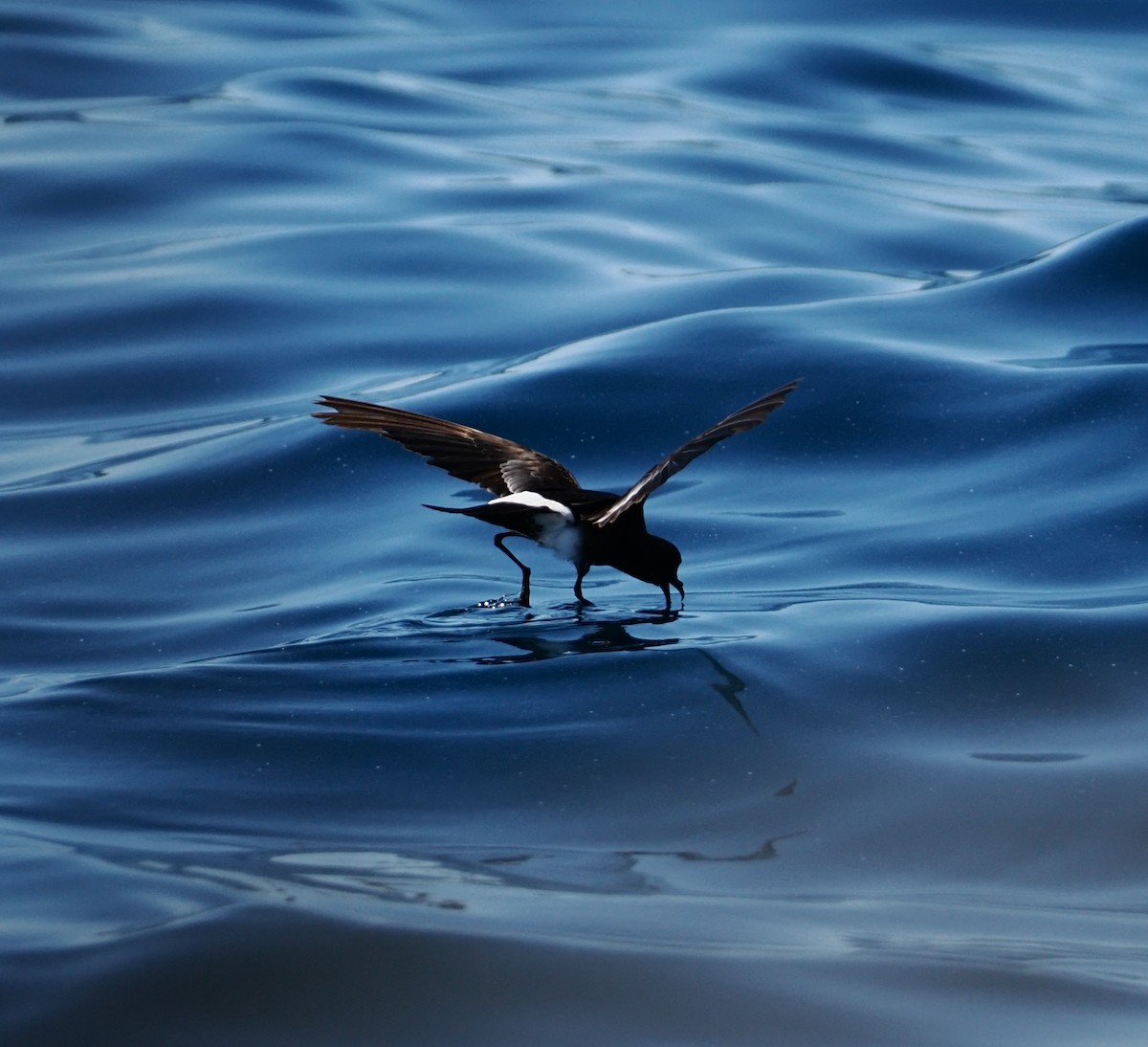 Wilson's Storm-Petrel - ML642227672