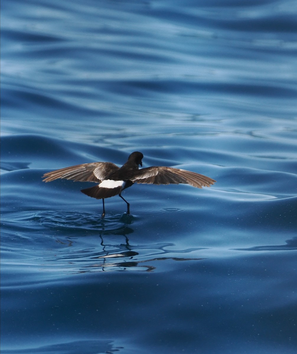 Wilson's Storm-Petrel - ML642227673