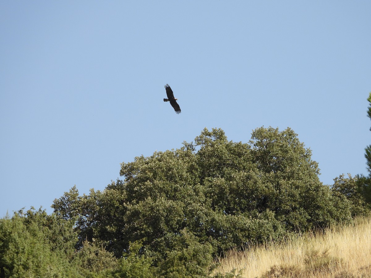 Aquila imperiale iberica - ML642227675