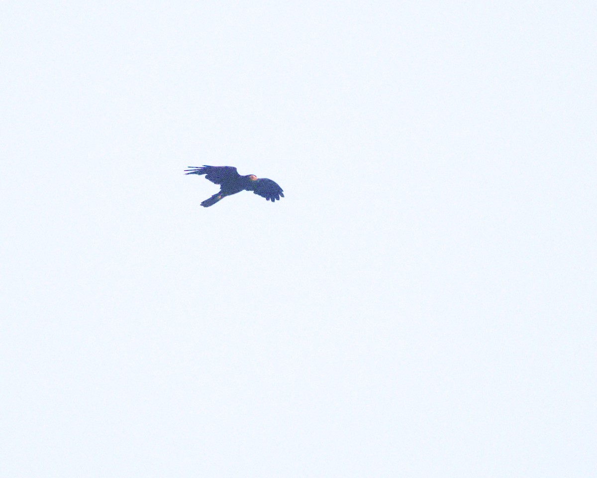 Black Caracara - ML642227686