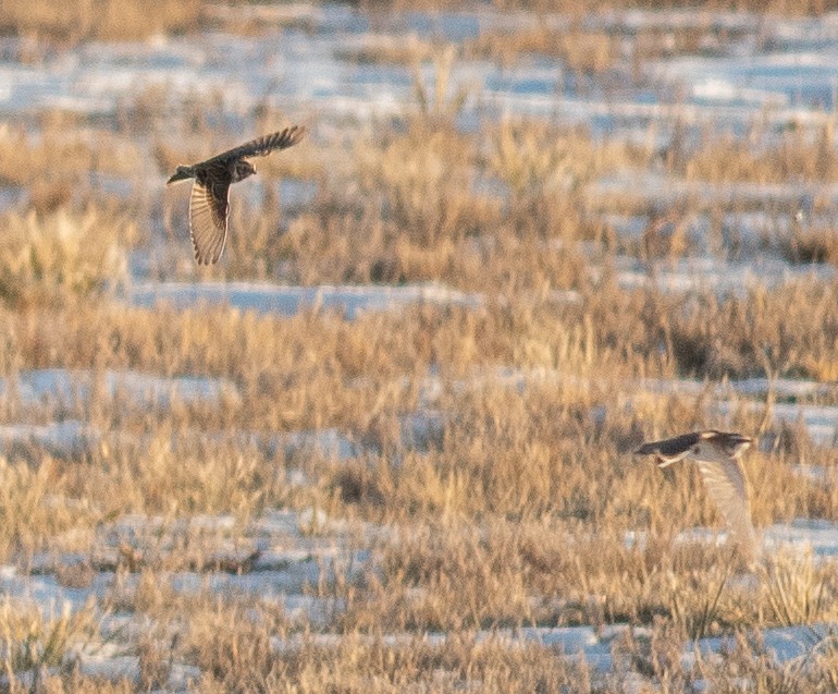 Lapland Longspur - ML642227688