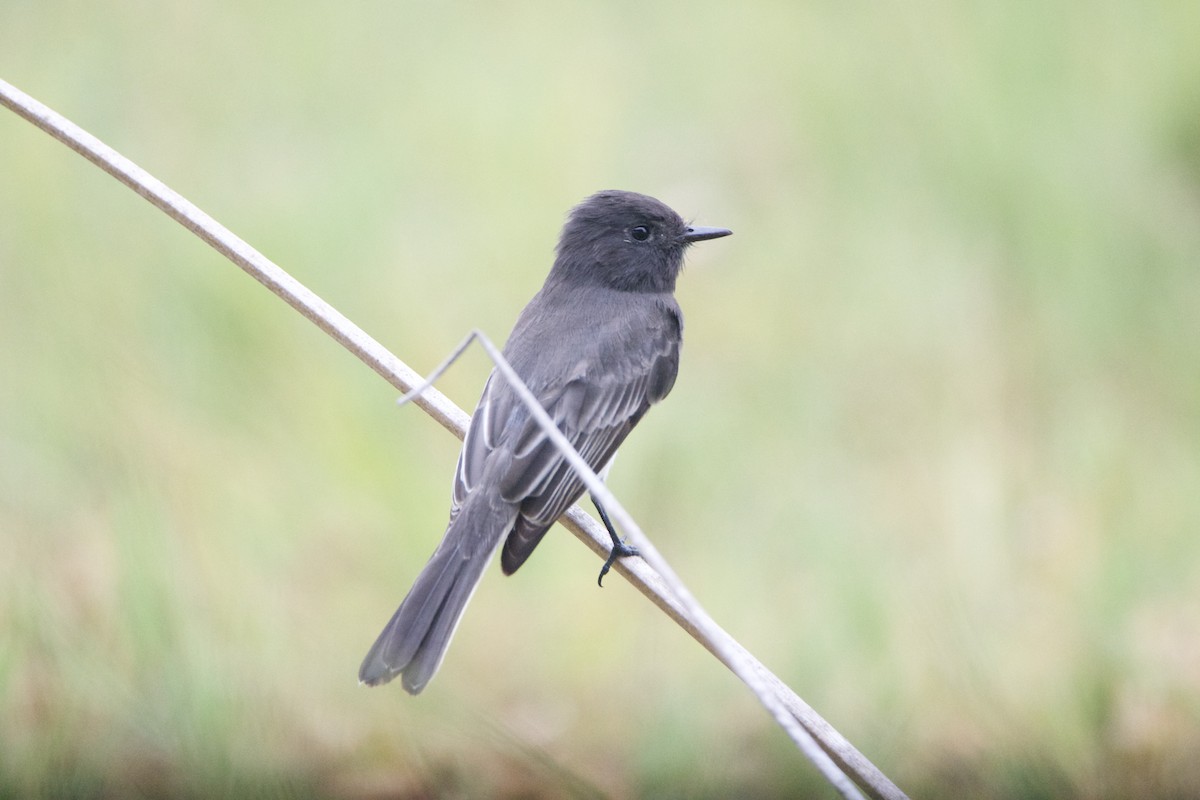 Black Phoebe - ML642227692