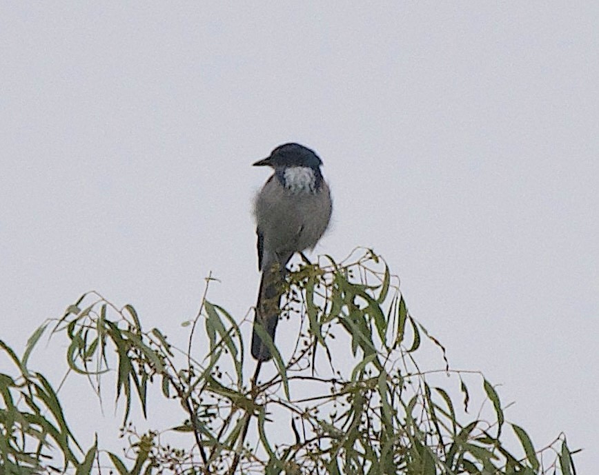 California Scrub-Jay - ML642227696