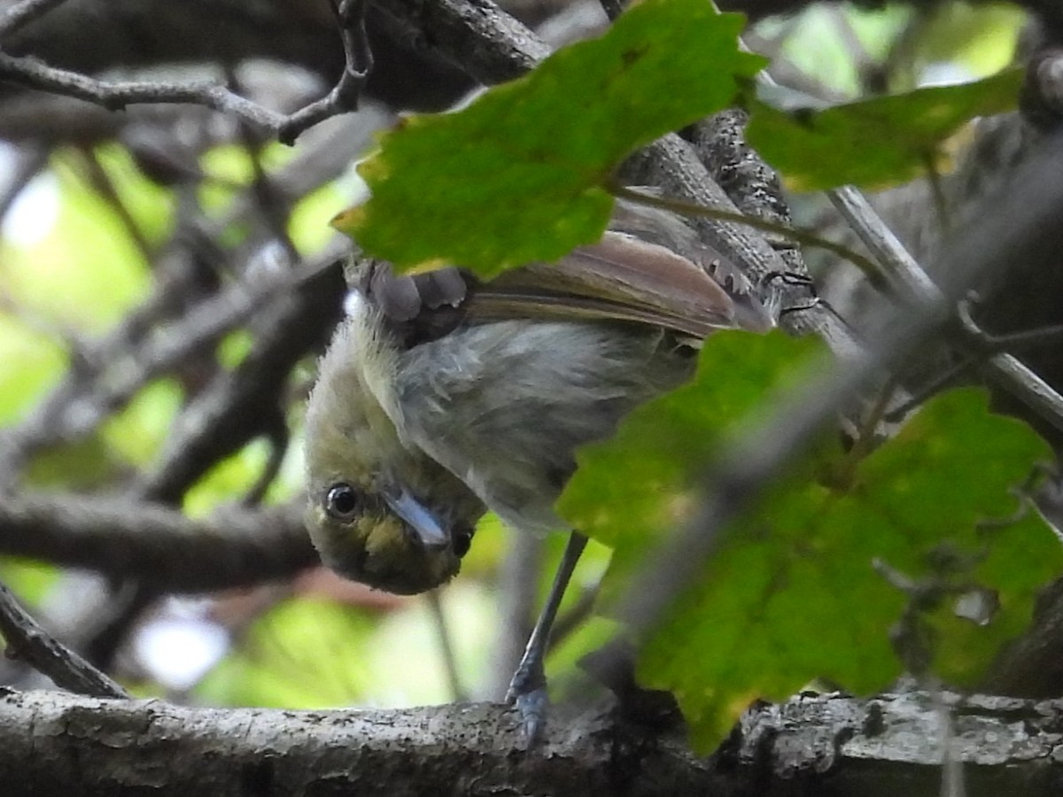 Kalın Gagalı Vireo - ML642227704
