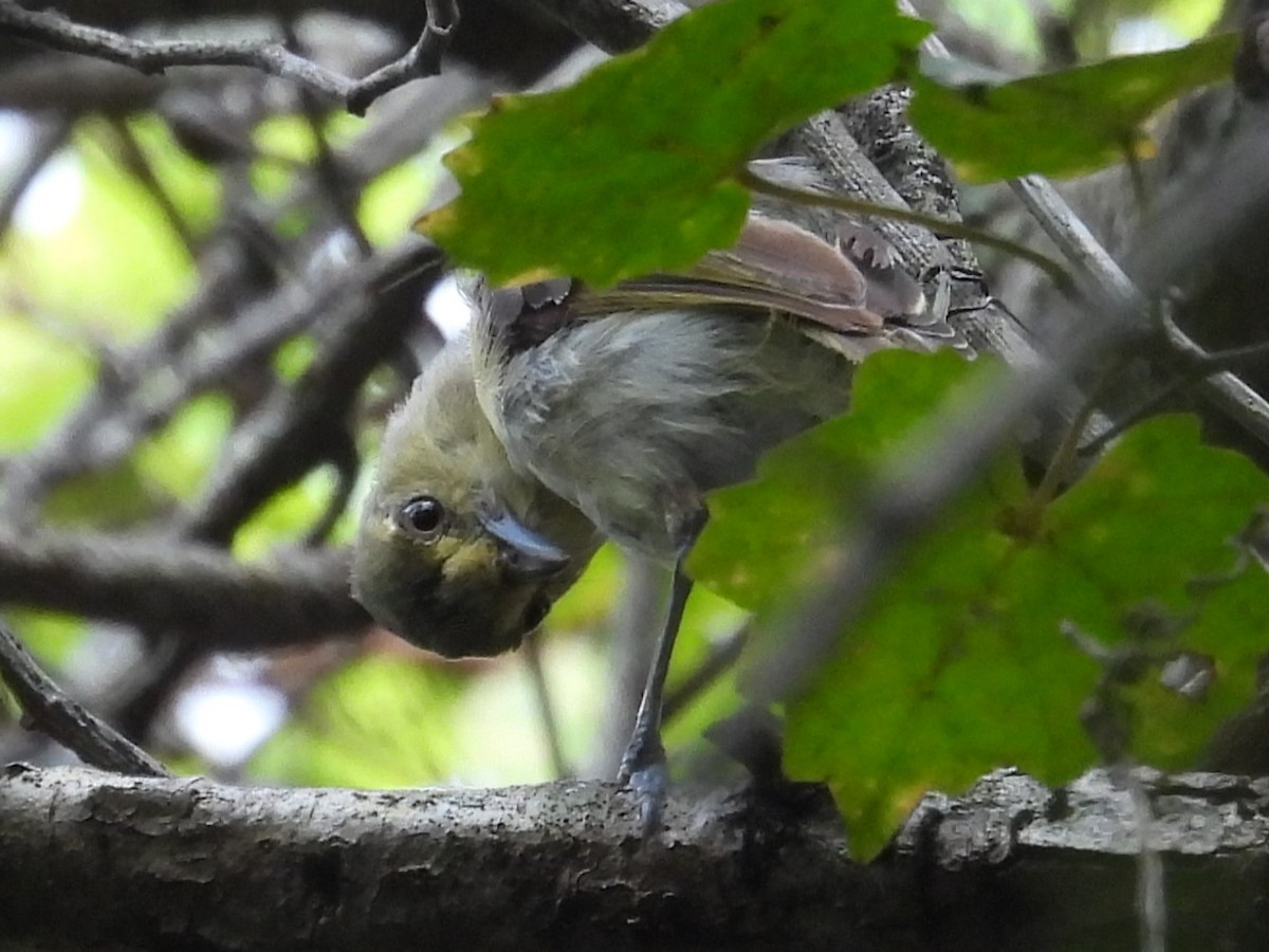 Kalın Gagalı Vireo - ML642227705