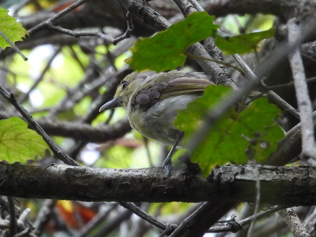 Kalın Gagalı Vireo - ML642227706