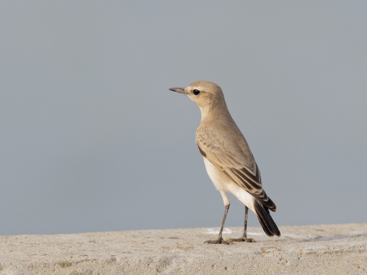 Isabelline Wheatear - ML642227716