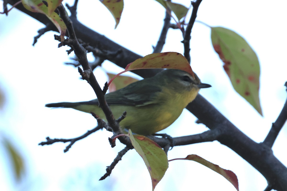 セアカモズモドキ - ML642227821