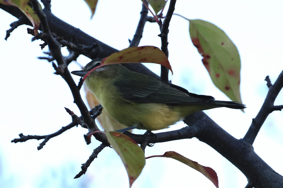 セアカモズモドキ - ML642227822