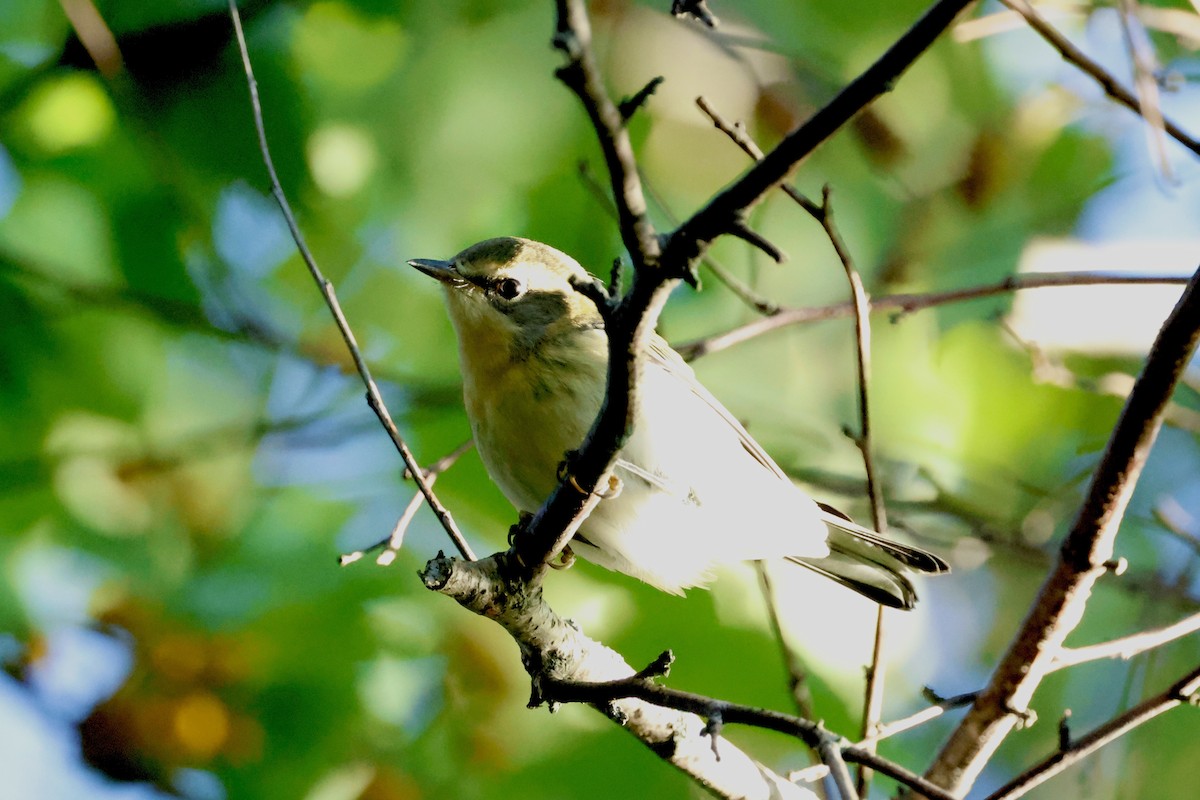 Blackburnian Warbler - ML642227828