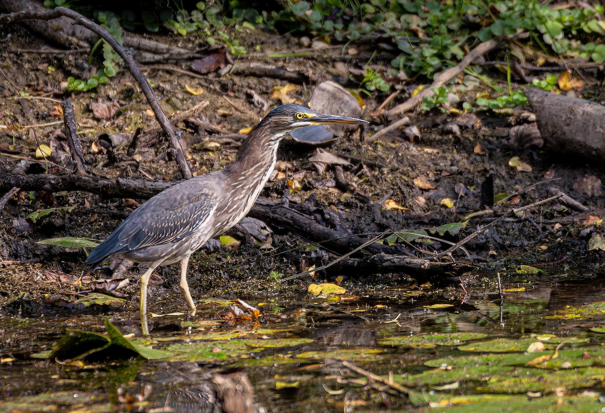 Green Heron - ML642227858