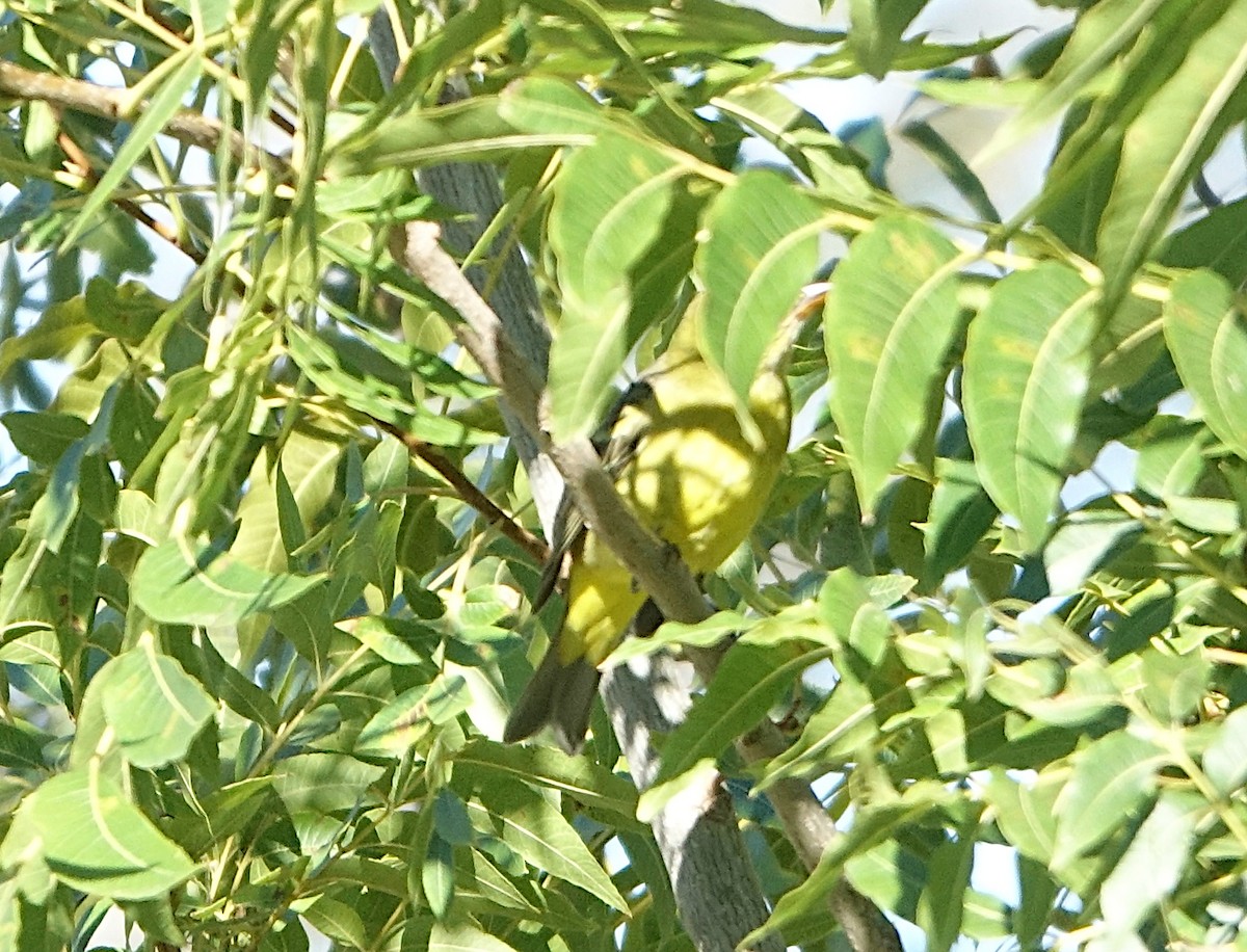 Western Tanager - ML642227869