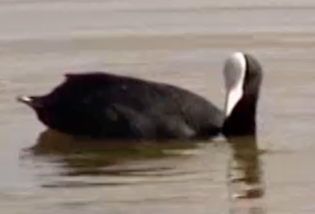 Hawaiian Coot - ML642227872