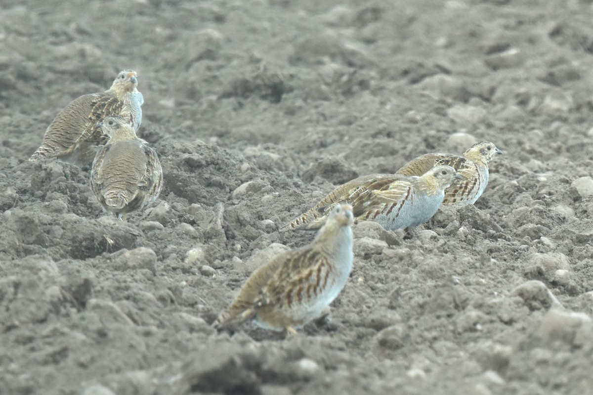 Gray Partridge - Blair Whyte