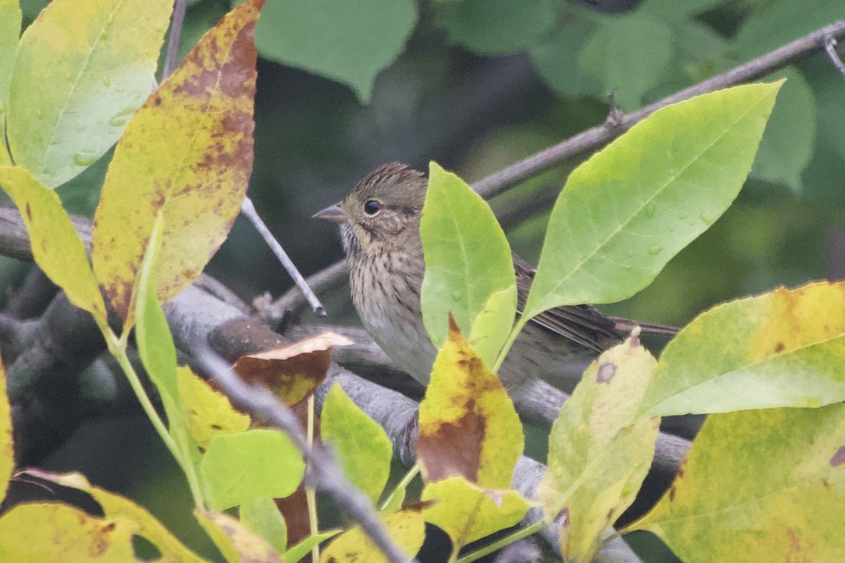 Lincoln's Sparrow - ML642227892