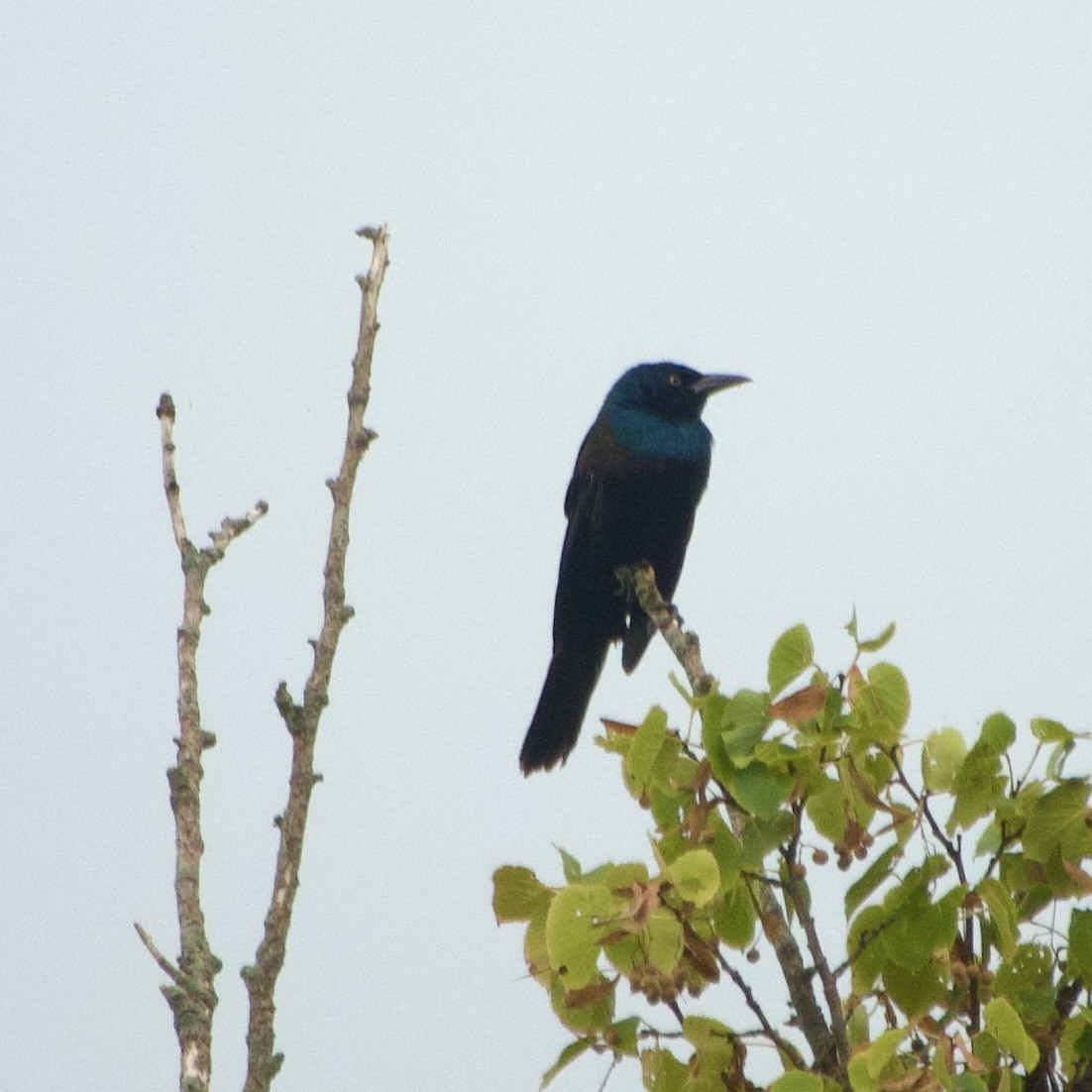 Common Grackle - ML642227898
