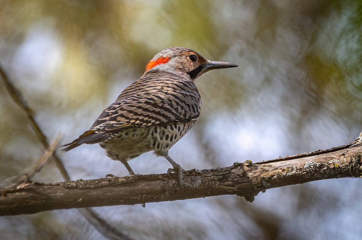 Northern Flicker - ML642227900