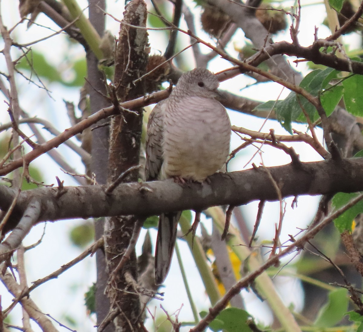 Inca Dove - ML642227902