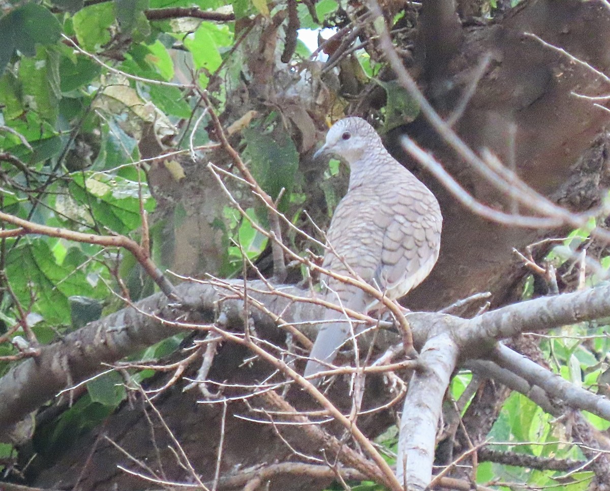 Inca Dove - ML642227903