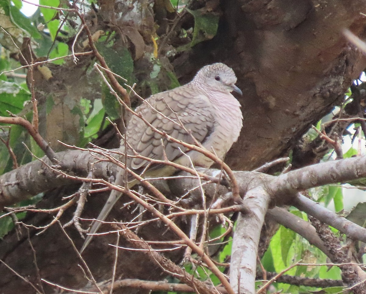 Inca Dove - ML642227904