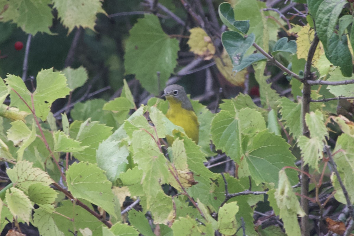 Nashville Warbler - ML642227907