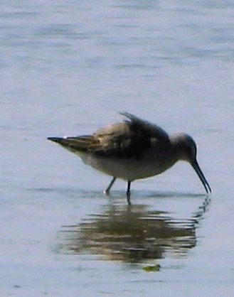 Stilt Sandpiper - ML642227913