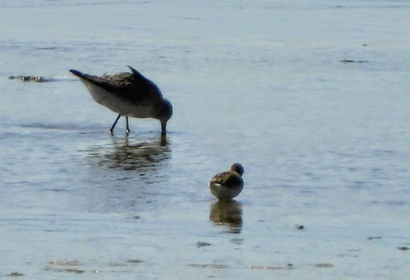 Stilt Sandpiper - ML642227914