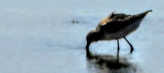 Stilt Sandpiper - ML642227915