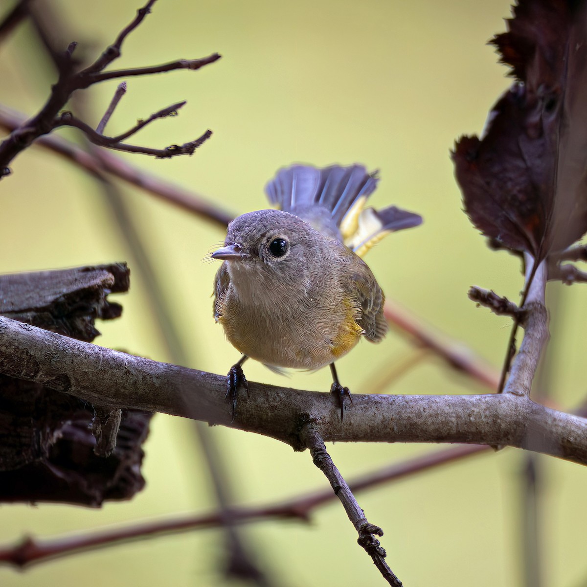 American Redstart - ML642227919