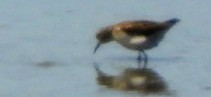 Western Sandpiper - ML642227928