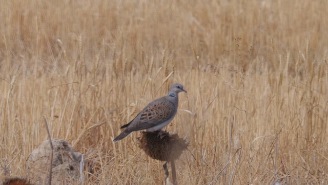 European Turtle-Dove - ML642227932