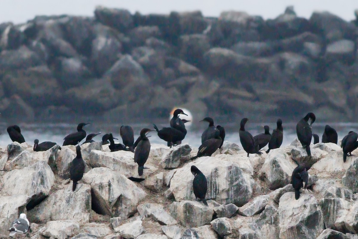 Brandt's Cormorant - ML642227971